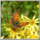 Lycaena phlaeas - Kleiner Feuerfalter 01.jpg